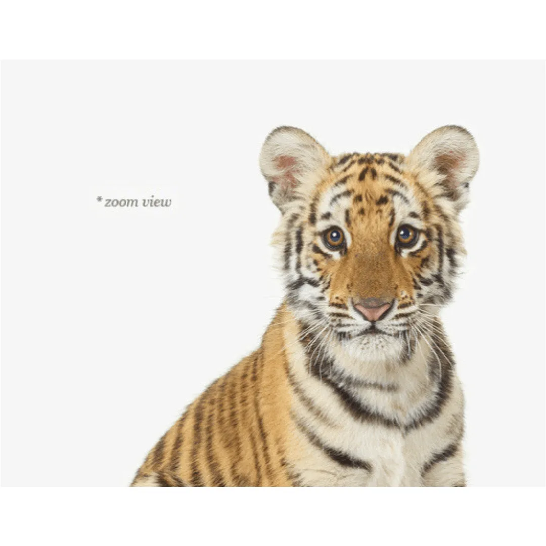 Baby Bengal Tiger Print