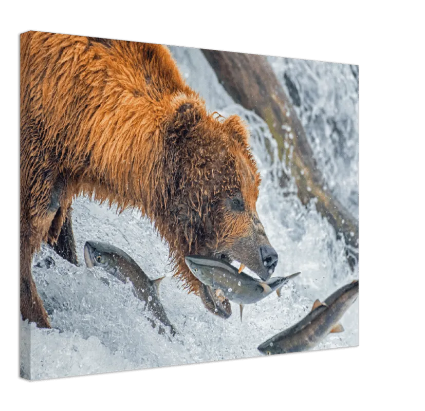 Bear Feeding - Print