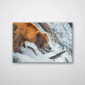 Bear Feeding - Print