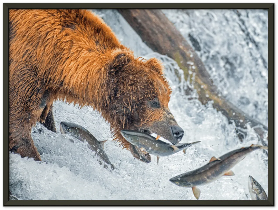 Bear Feeding - Print