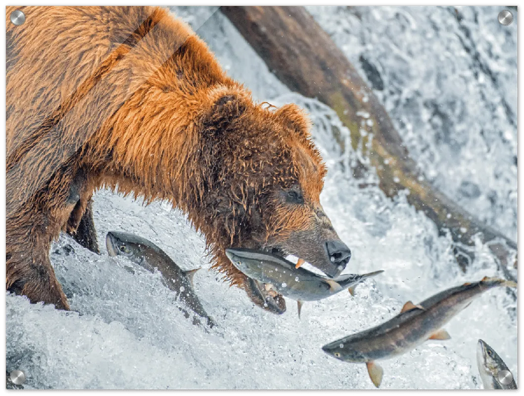 Bear Feeding - Print