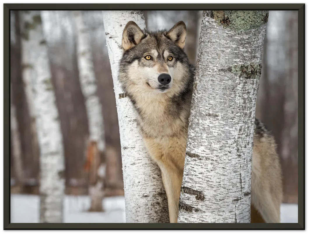 Grey Wolf - Print
