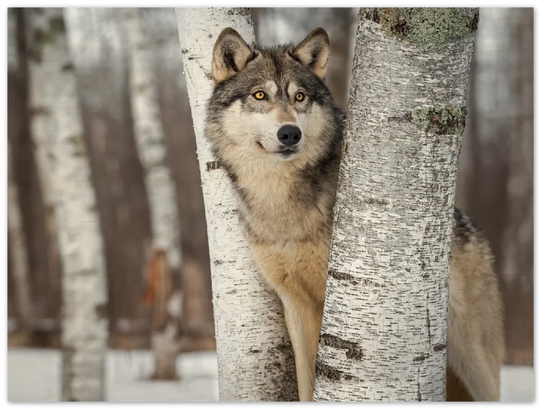 Grey Wolf - Print