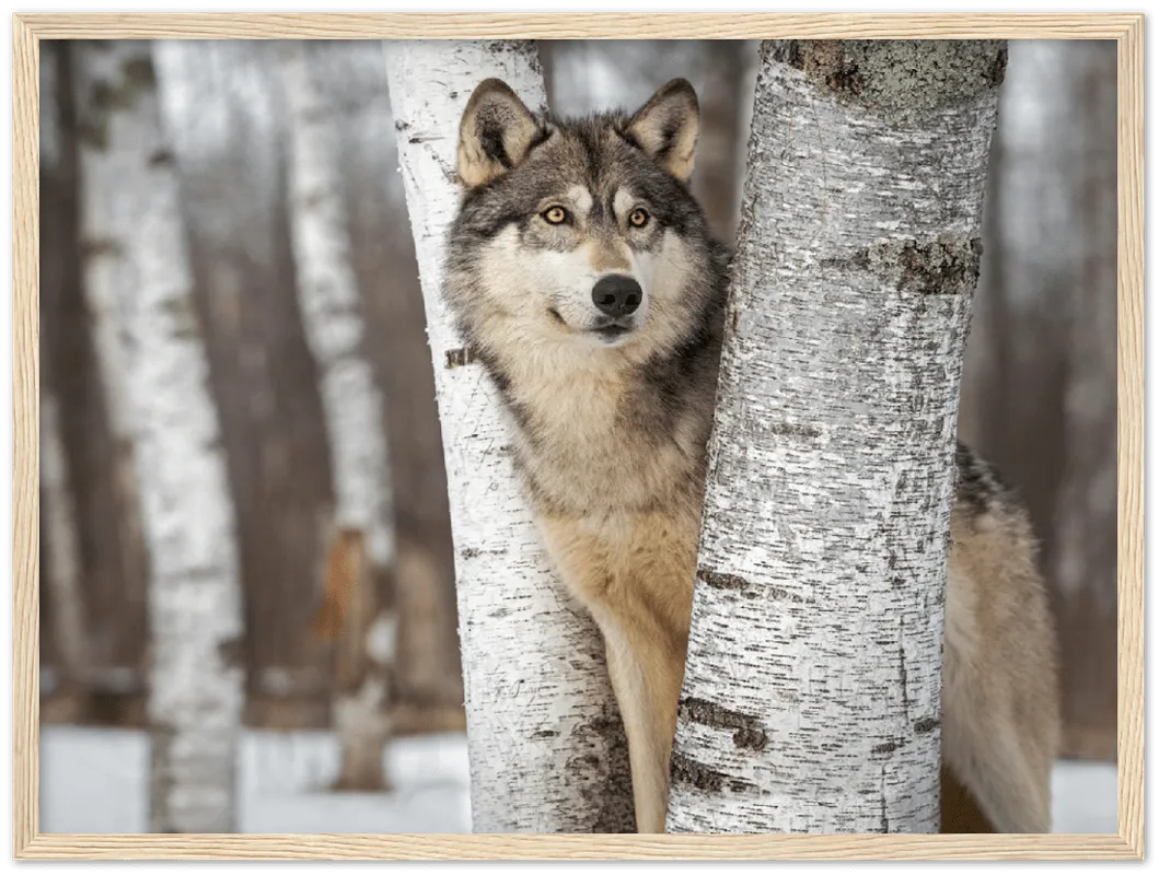 Grey Wolf - Print