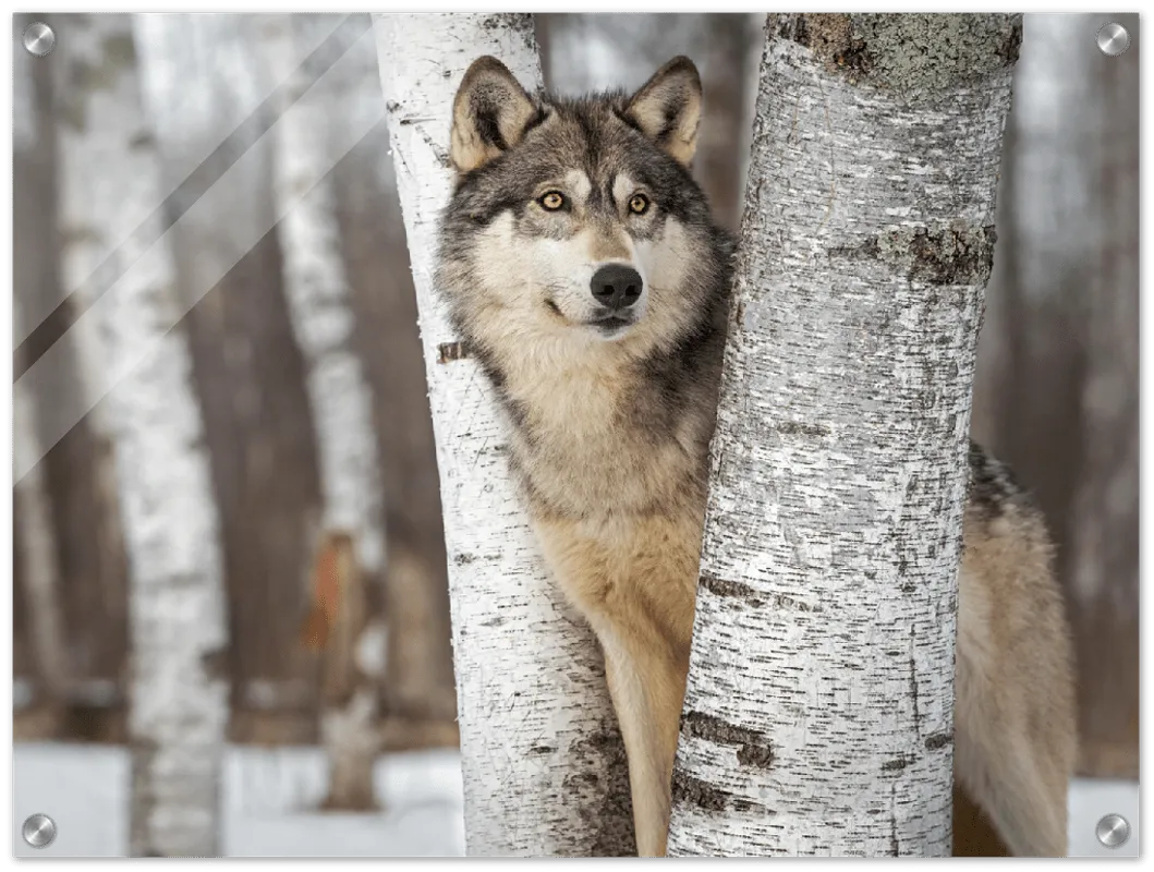 Grey Wolf - Print