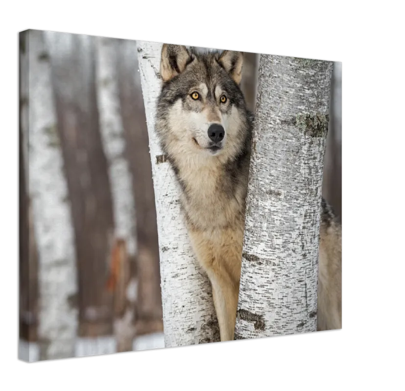 Grey Wolf - Print