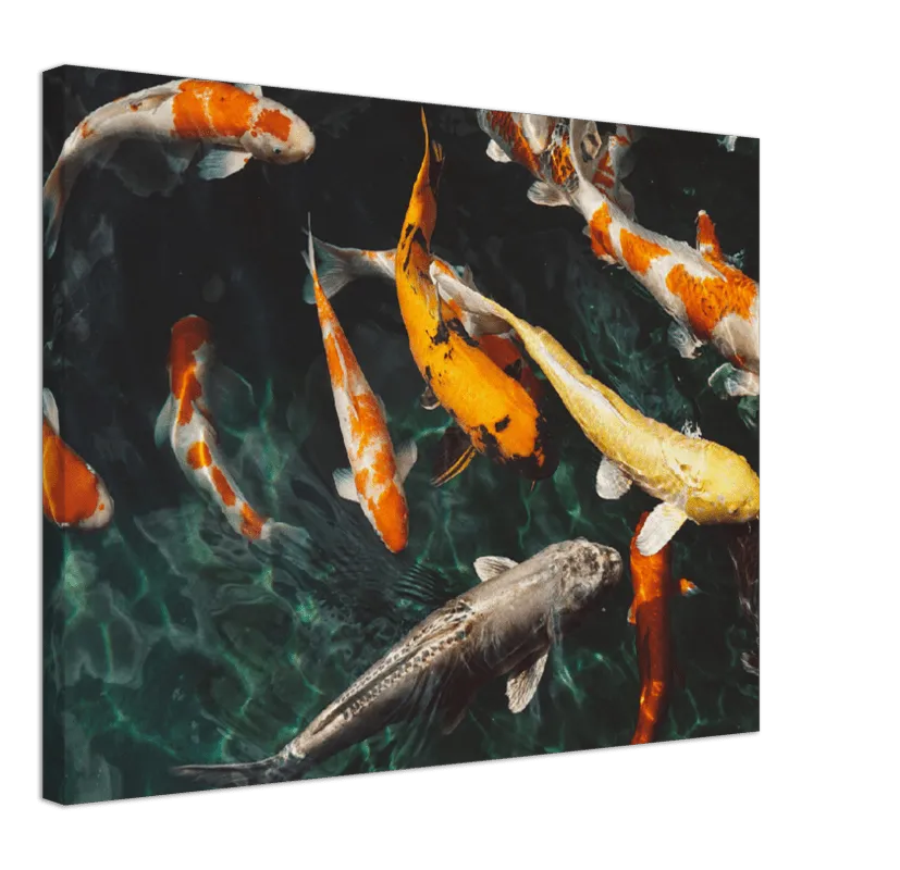 Koi Fish - Print