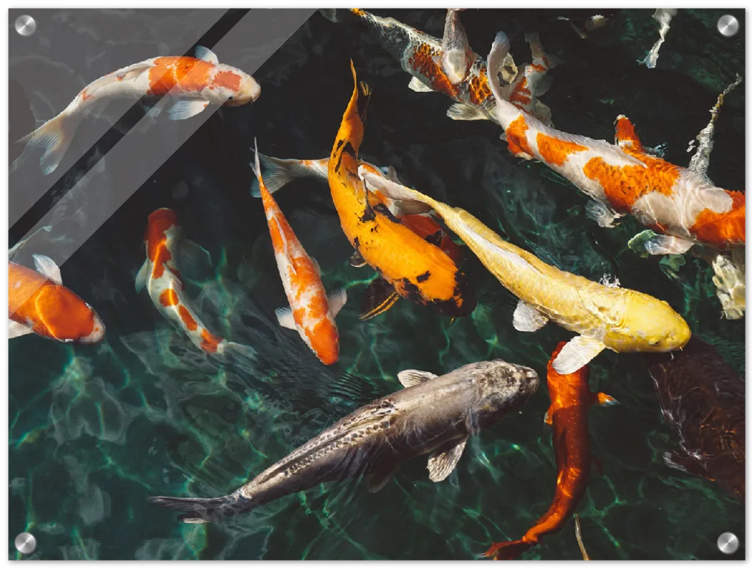 Koi Fish - Print