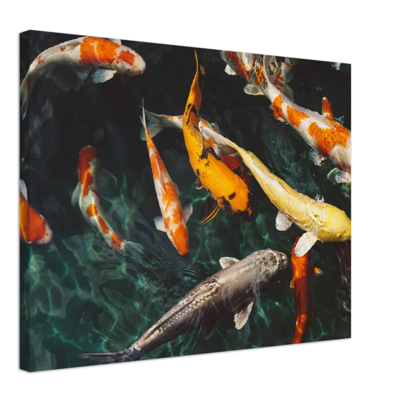 Koi Fish - Print