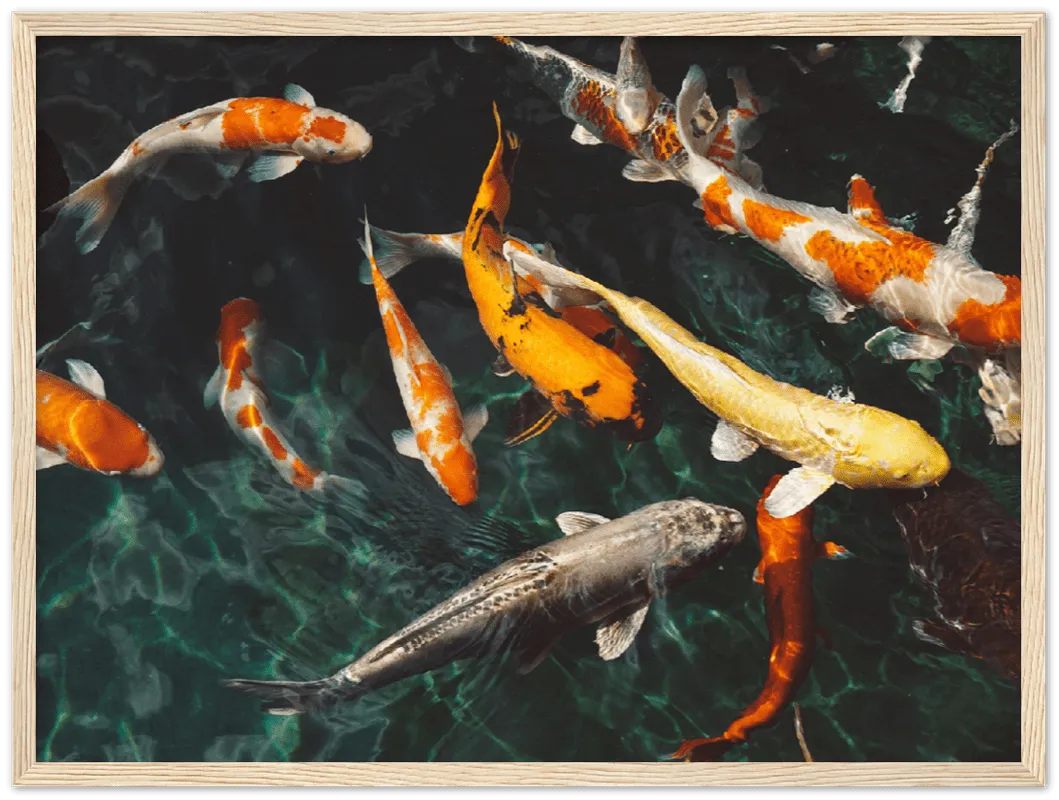 Koi Fish - Print