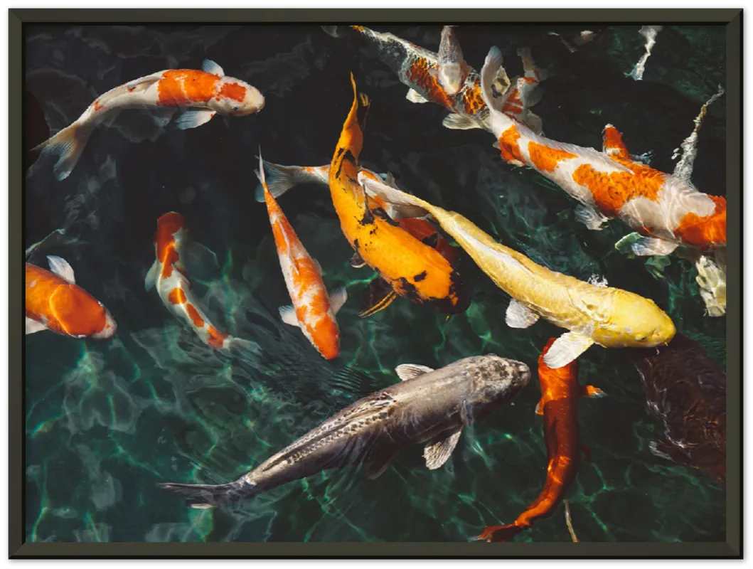 Koi Fish - Print