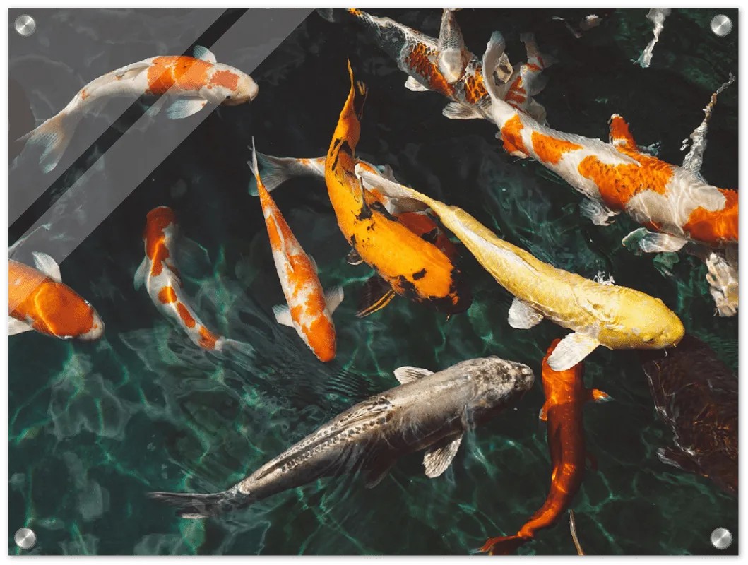 Koi Fish - Print