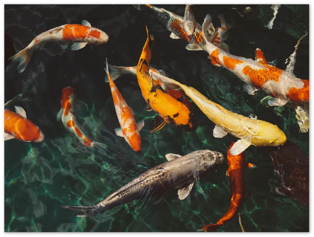 Koi Fish - Print