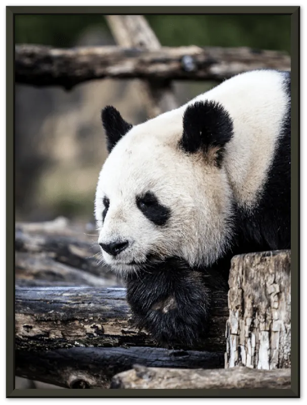 Pondering Panda - Print